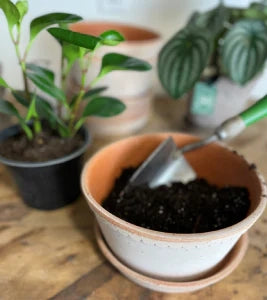 A small potted plant and an empty pot on a wooden surface.