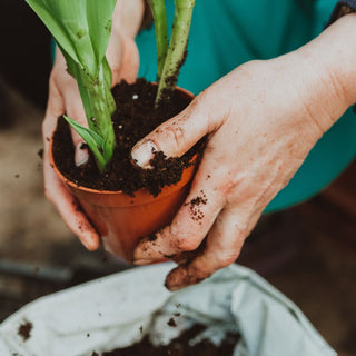 Closeup of a woman repotting a plant.