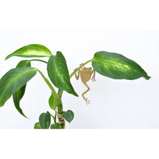 Plant Animal - Tree Frog