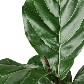 Ficus Lyrata 'Fiddle Leaf Fig': 6" Pot