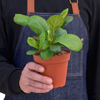 Ficus Lyrata 'Fiddle Leaf Fig': 6" Pot
