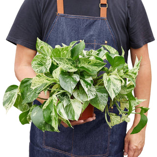 Pothos 'Marble Queen': 4" Pot
