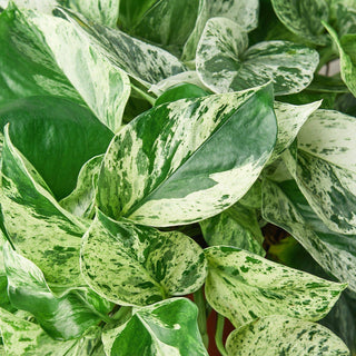 Pothos 'Marble Queen': 4" Pot