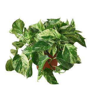 Pothos 'Marble Queen': 4" Pot