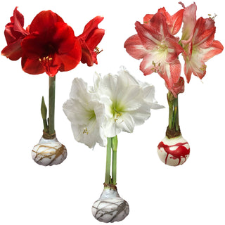 Waxed Amaryllis Bulb