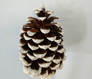 Ponderosa Pine Cones: Natural w/12" pick