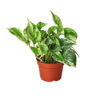 Pothos 'Marble Queen': 4" Pot