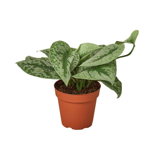 Pothos 'Silver Splash': 6" Pot
