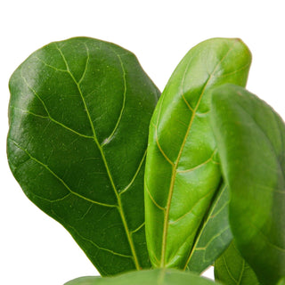 Ficus Lyrata 'Fiddle Leaf Fig': 6" Pot