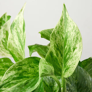 Pothos 'Marble Queen': 4" Pot