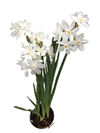 Paperwhite Bulbs 14-16+ 50 Bulbs (Ziva)