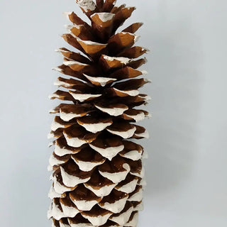 Sugar Pine Cones (large): Natural w/18" pick