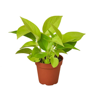 Pothos 'Neon': 6" Pot