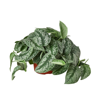 Pothos 'Silver Splash': 6" Pot
