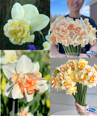 Bulbs - Daffodil Fancy Mix, 10 ct