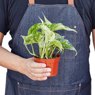 Pothos 'Marble Queen': 4" Pot