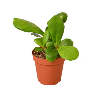 Ficus Lyrata 'Fiddle Leaf Fig': 6" Pot