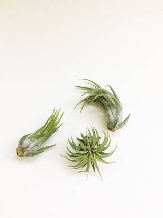 Tillandsia Ionantha Air Plant - Small Air Plant