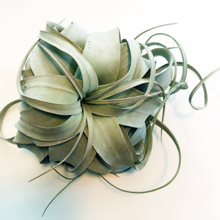 Tillandsia Xerographica - Large Air Plant