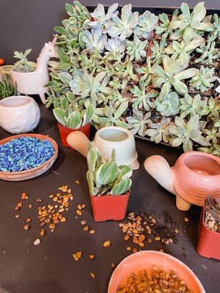 Succulent Potting Class
